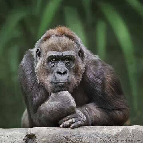 Rotterdam gorilla, Bokito, who once attacked a woman, dies unexpectedly at 27