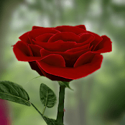 3D Rose Live Wallpaper v 5.1 APK