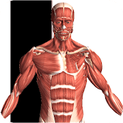 Visual Anatomy 2 v 3.1 APK