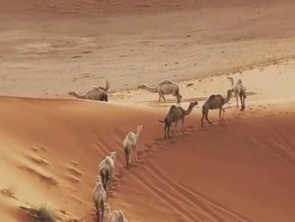 عبارات عن مأسأت الحياه حزيـــــــــنه 2022