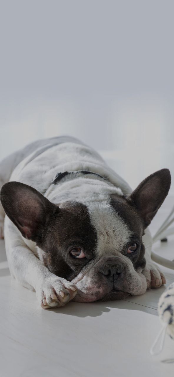Benefits of raising pets
