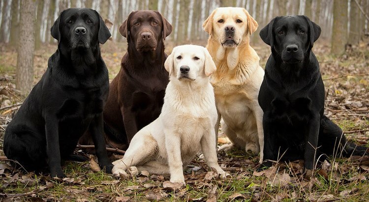 Top 10 pet dogs