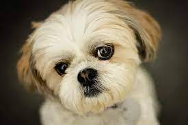Top 10 pet dogs