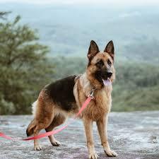 Top 10 pet dogs