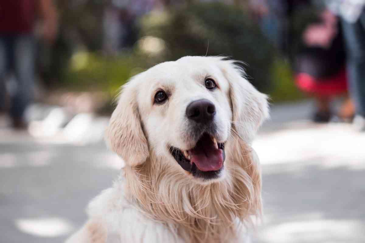 Top 10 pet dogs