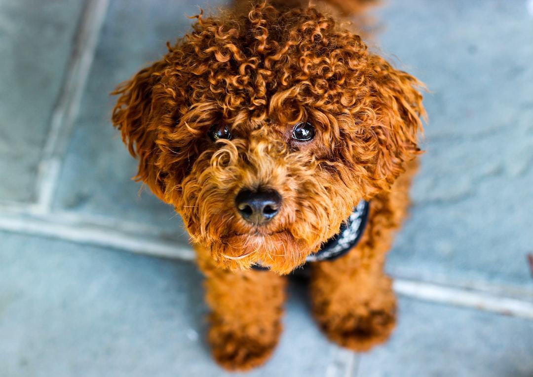 Top 10 pet dogs