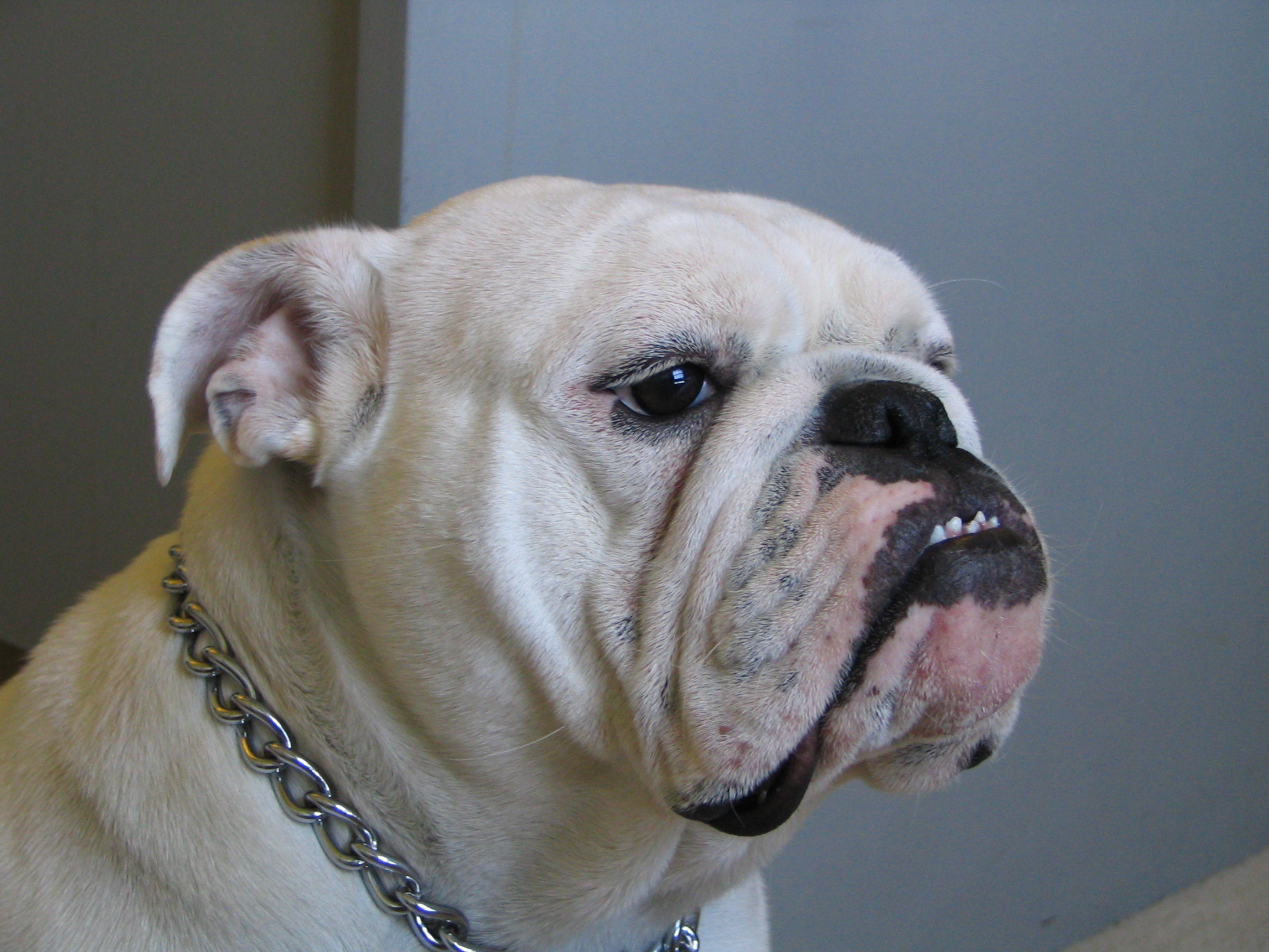 Top 10 pet dogs