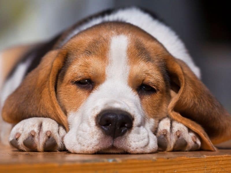 Top 10 pet dogs
