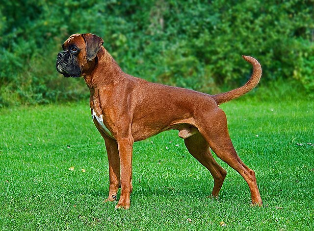Top 10 pet dogs