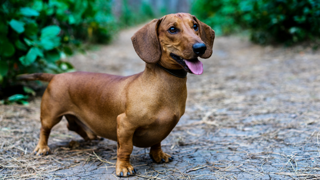 Top 10 pet dogs