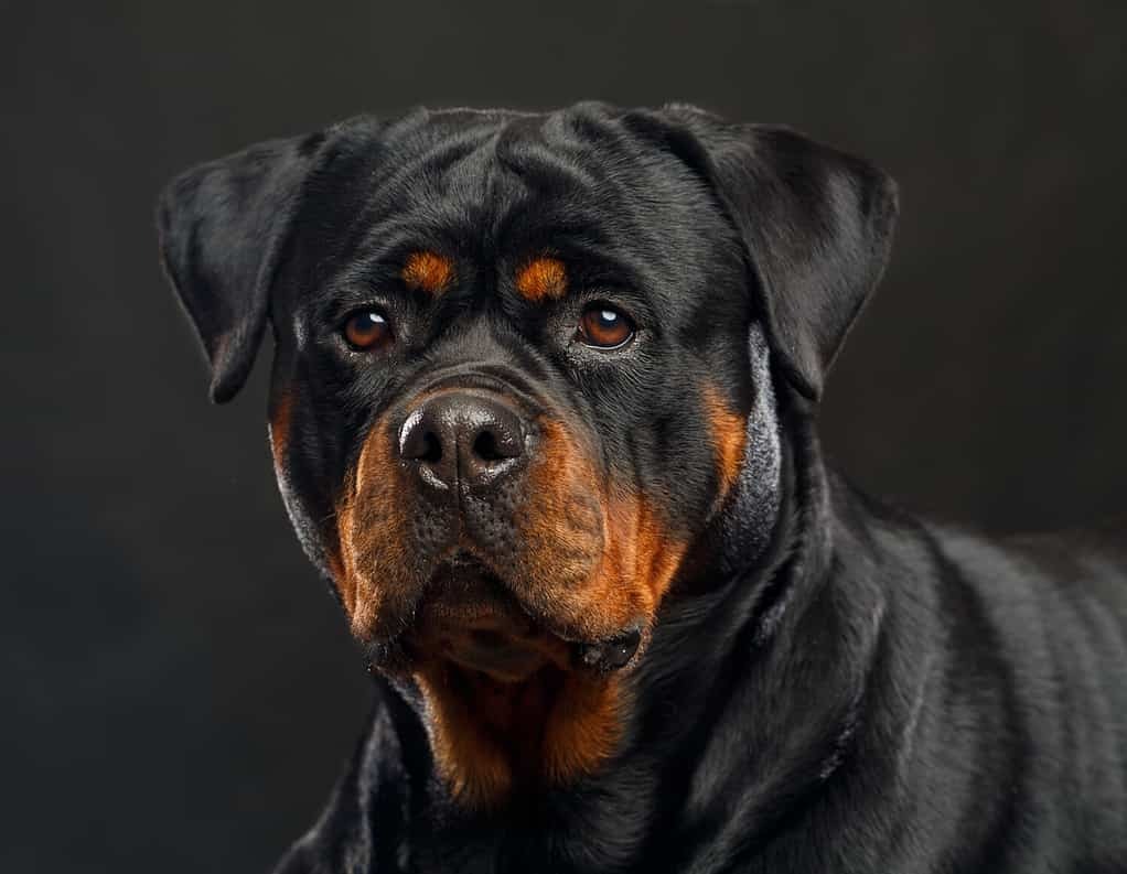 Top 10 pet dogs