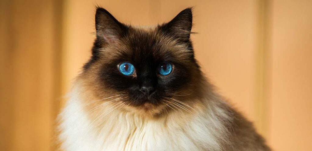 Browse cat breeds | 10 types of cats
