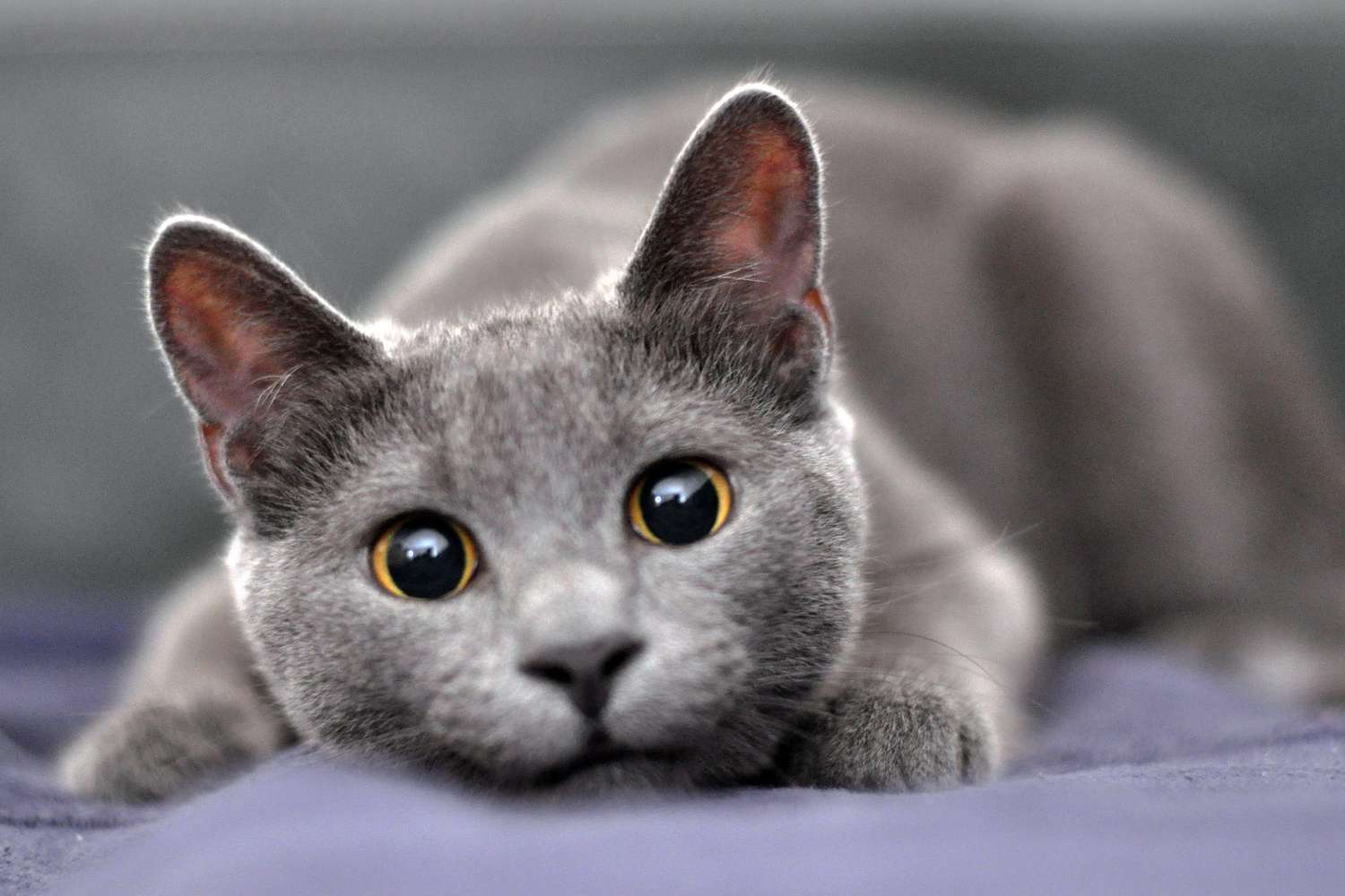 Browse cat breeds | 10 types of cats