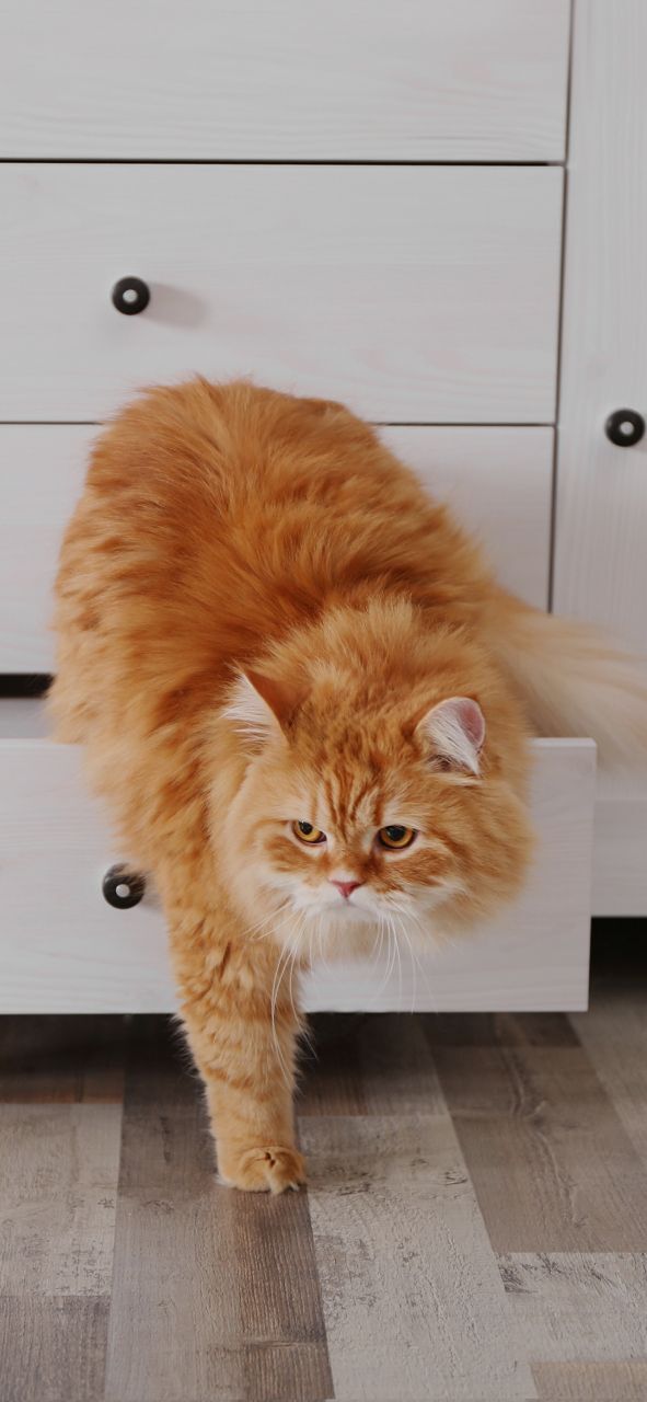 Benefits of raising pets