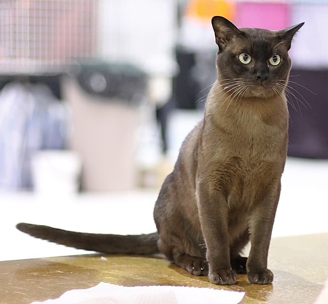 Browse cat breeds | 10 types of cats