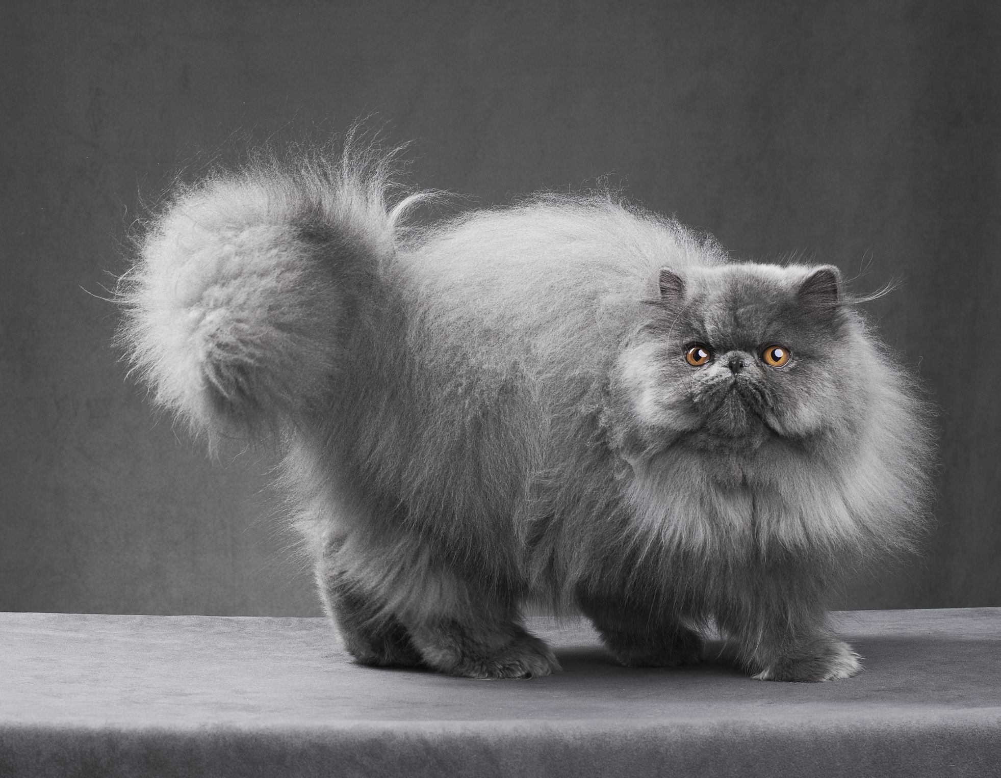 Browse cat breeds | 10 types of cats