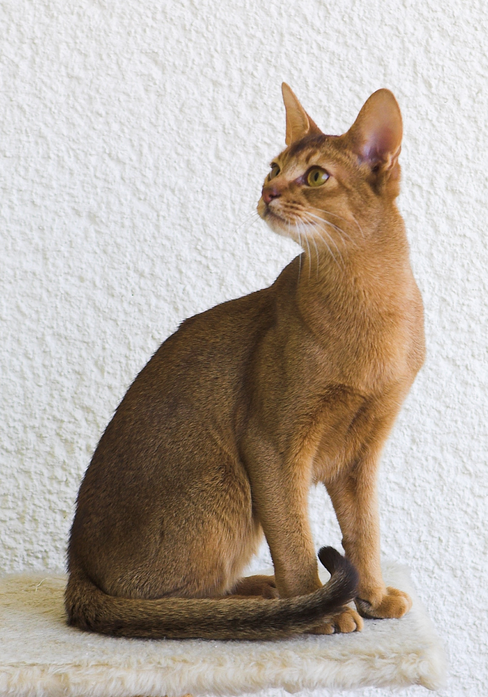 Browse cat breeds | 10 types of cats