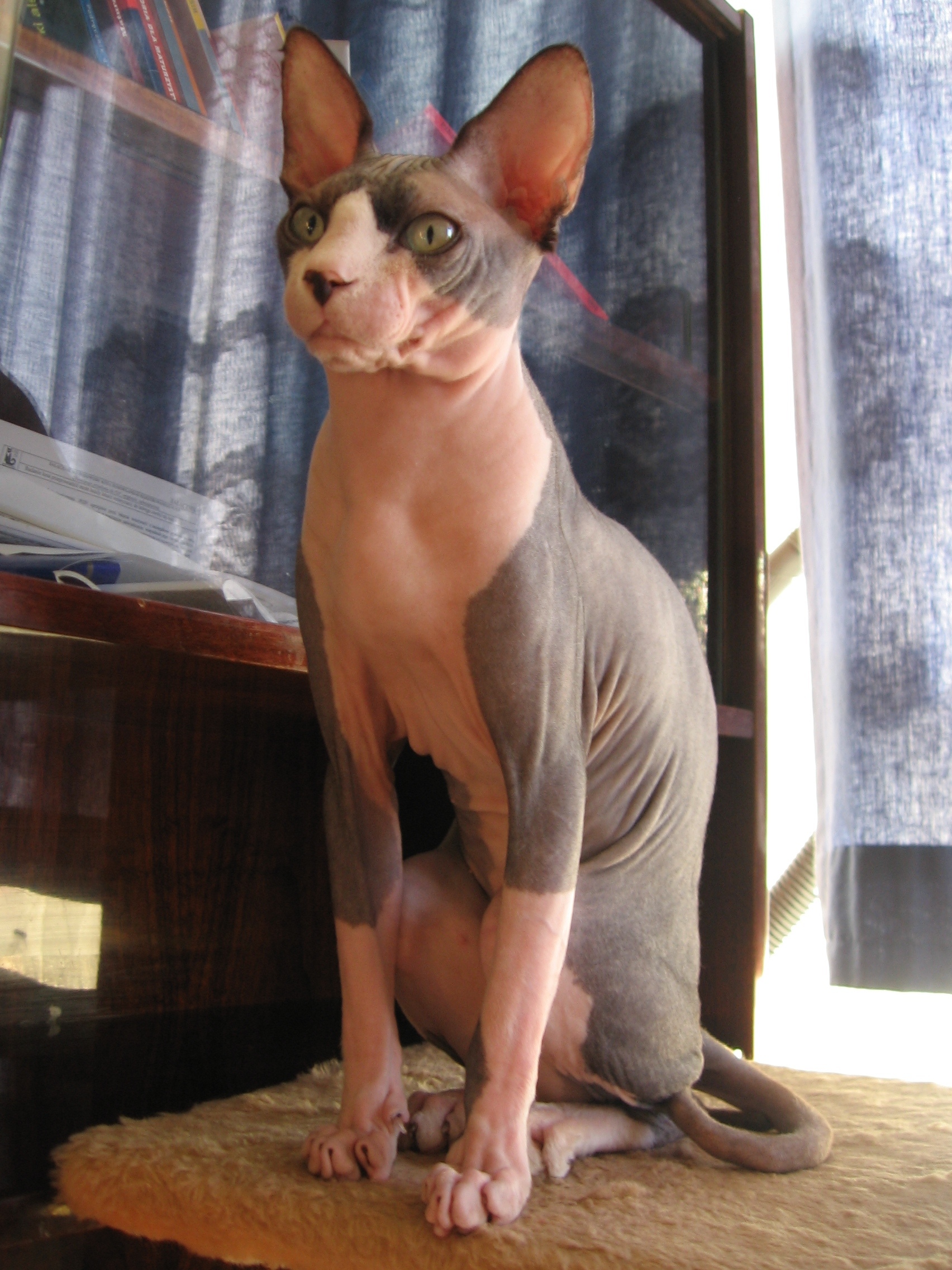 Browse cat breeds | 10 types of cats