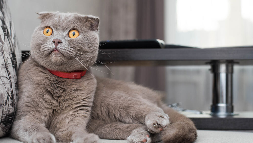 Browse cat breeds | 10 types of cats