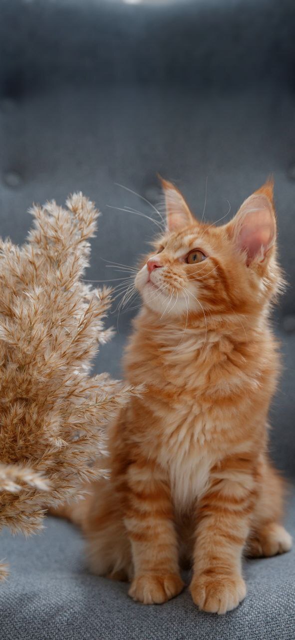 Benefits of raising pets