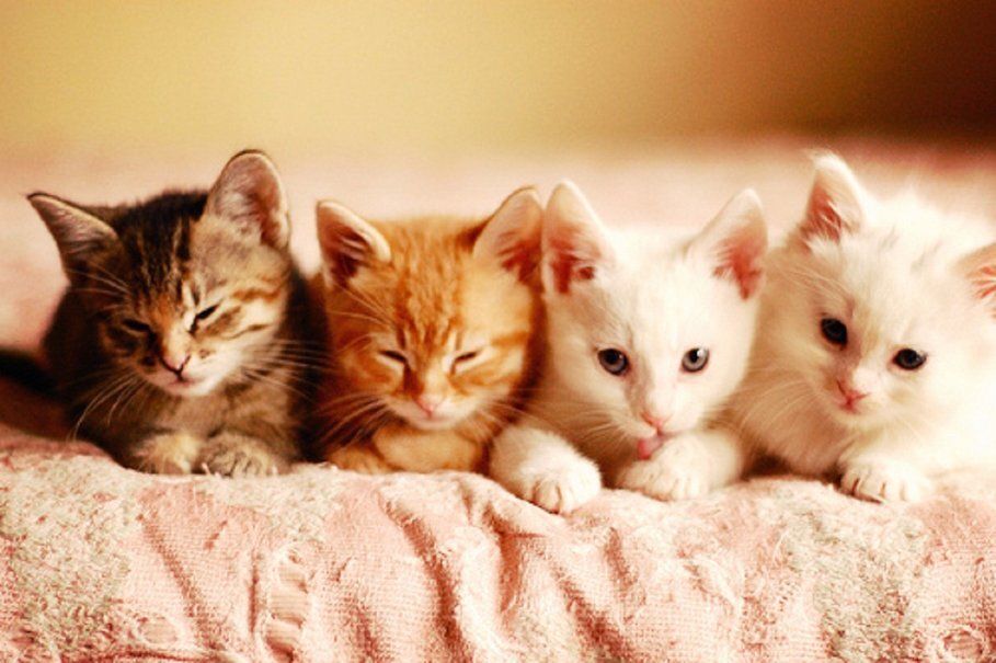 Browse cat breeds | 10 types of cats