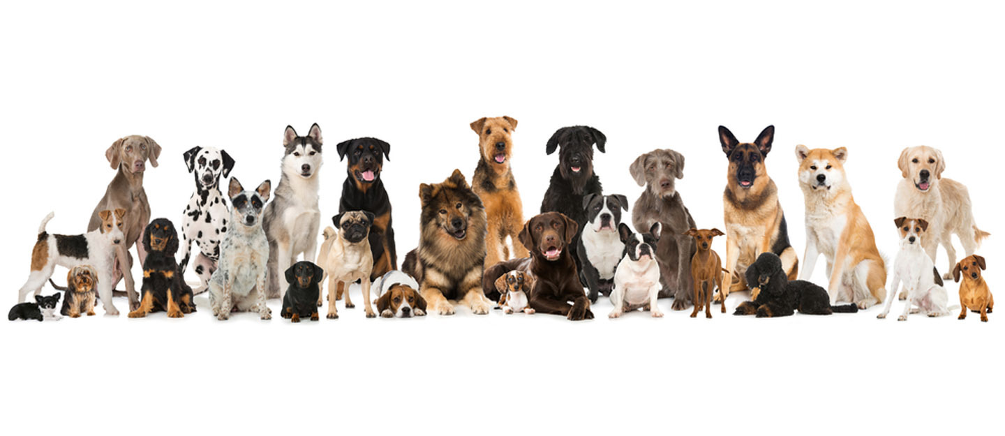 Top 10 pet dogs